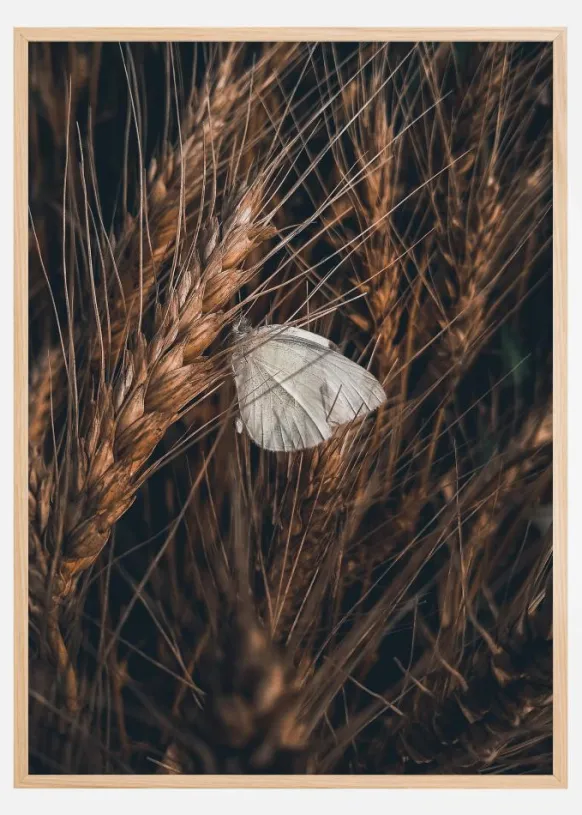 White Butterfly Poster (21x29.7 cm (A4))