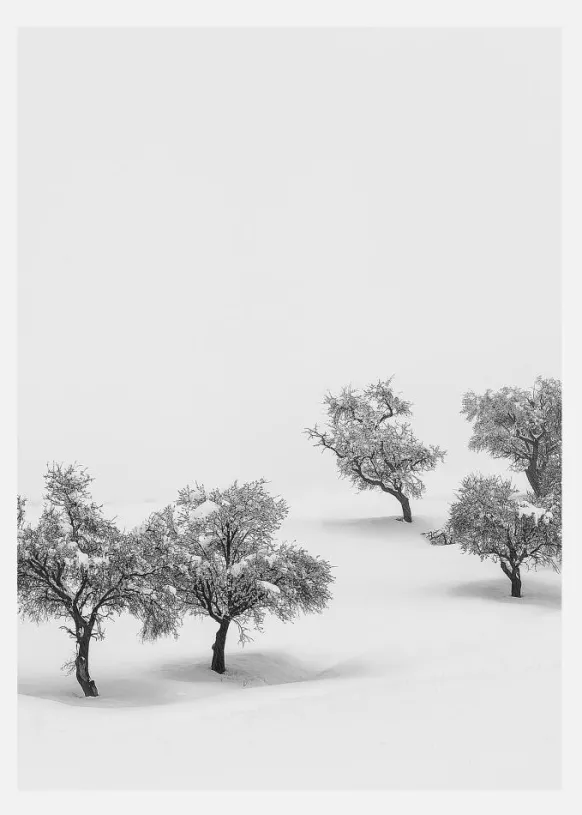 White Carpet Canvastavla (30x40 cm)