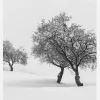 White Carpet II Canvastavla (30x40 cm)