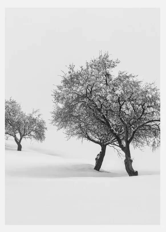 White Carpet II Canvastavla (30x40 cm)