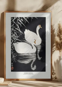 White Chinese Geese Swimming by Reeds Poster (21x29.7 cm (A4))