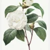 White Rose Canvastavla (30x40 cm)