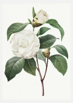 White Rose Canvastavla (30x40 cm)