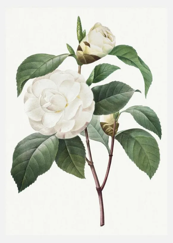 White Rose Canvastavla (30x40 cm)