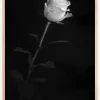 White rose Poster (21x29.7 cm (A4))