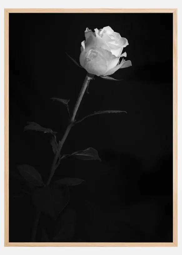 White rose Poster (21x29.7 cm (A4))