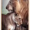 Wild Lion Love Poster (21x29.7 cm (A4))