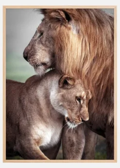 Wild Lion Love Poster (21x29.7 cm (A4))