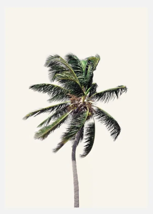 Windy Palm Tree Canvastavla (30x40 cm)