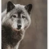Wolf Canvastavla (30x40 cm)