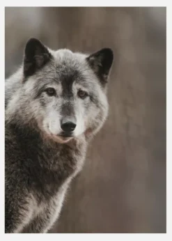 Wolf Canvastavla (30x40 cm)