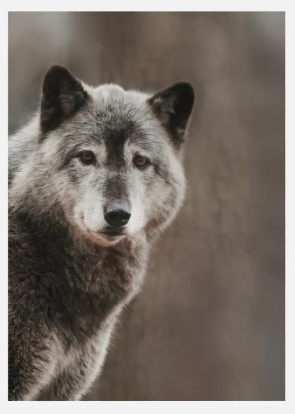 Wolf Canvastavla (30x40 cm)