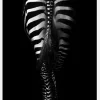 Zebra Tail Canvastavla (30x40 cm)